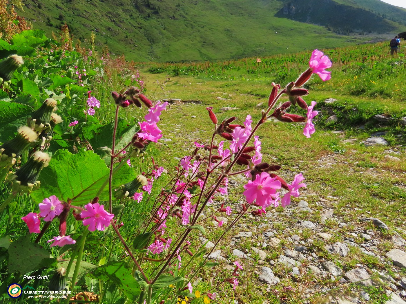 14 Silene dioica.JPG